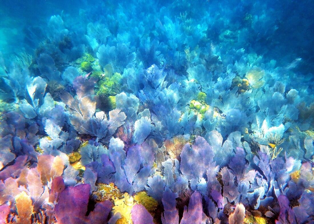 Colorful coral reefs in Miami