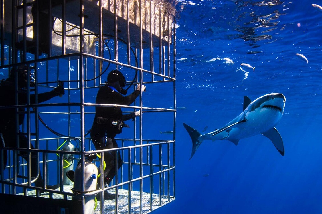 Shark Diving in Miami — Miami Extreme Activities