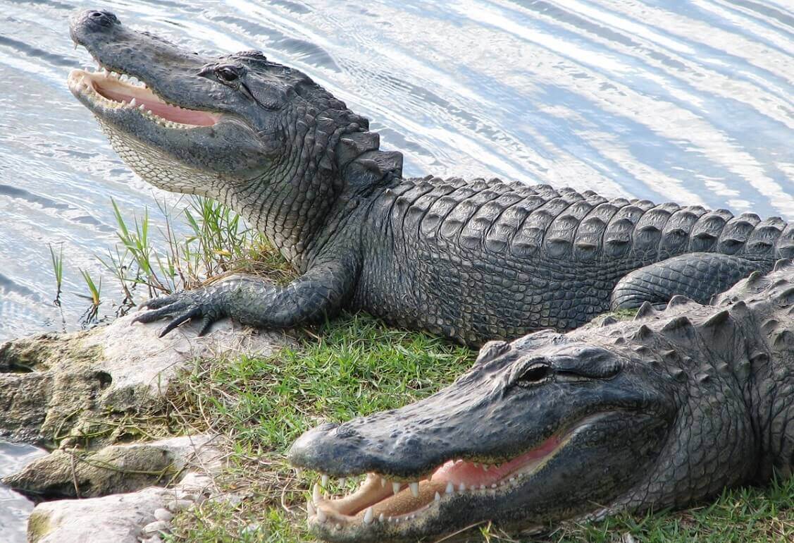 Alligator farm in Florida Everglades