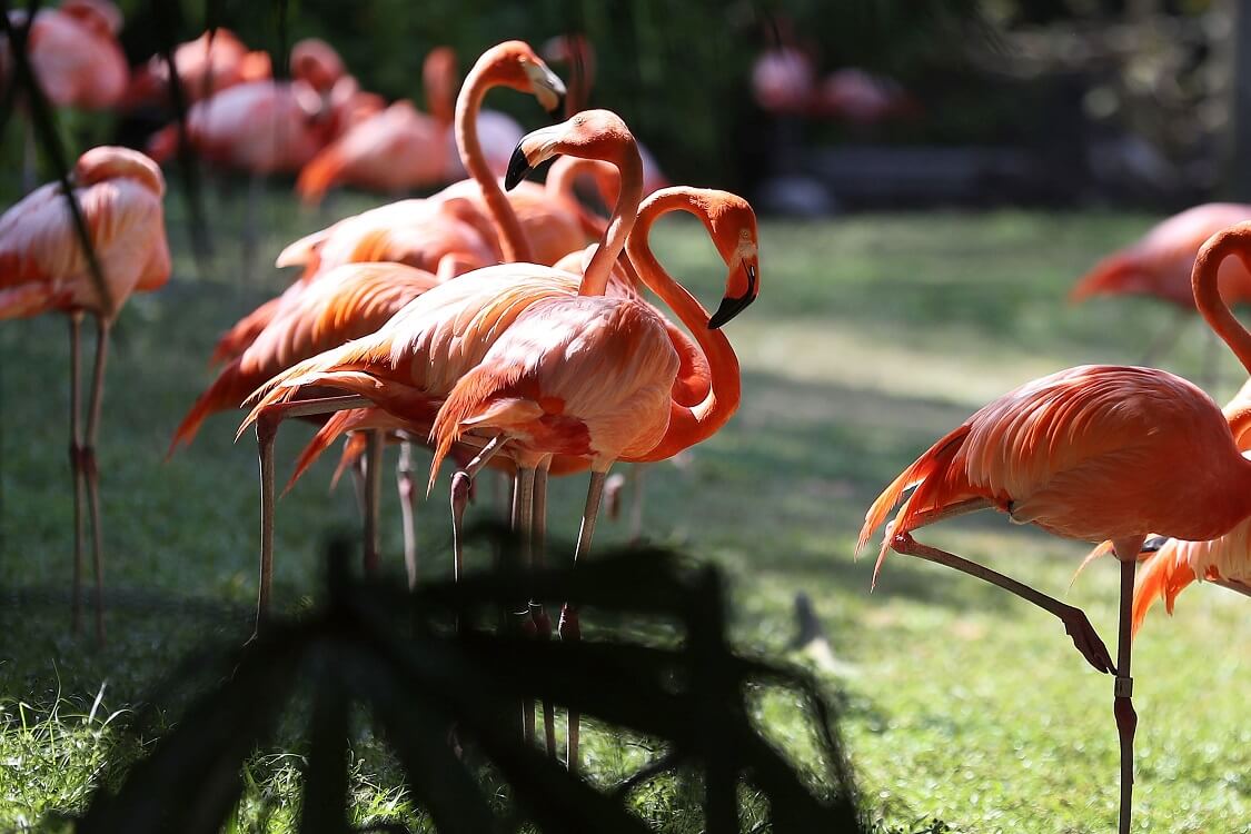 Flamingo Visitor Center (Keys)