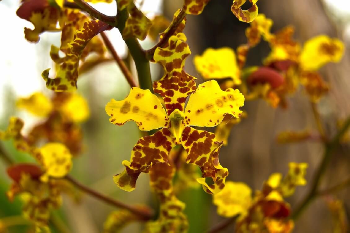 Florida Everglades orchids