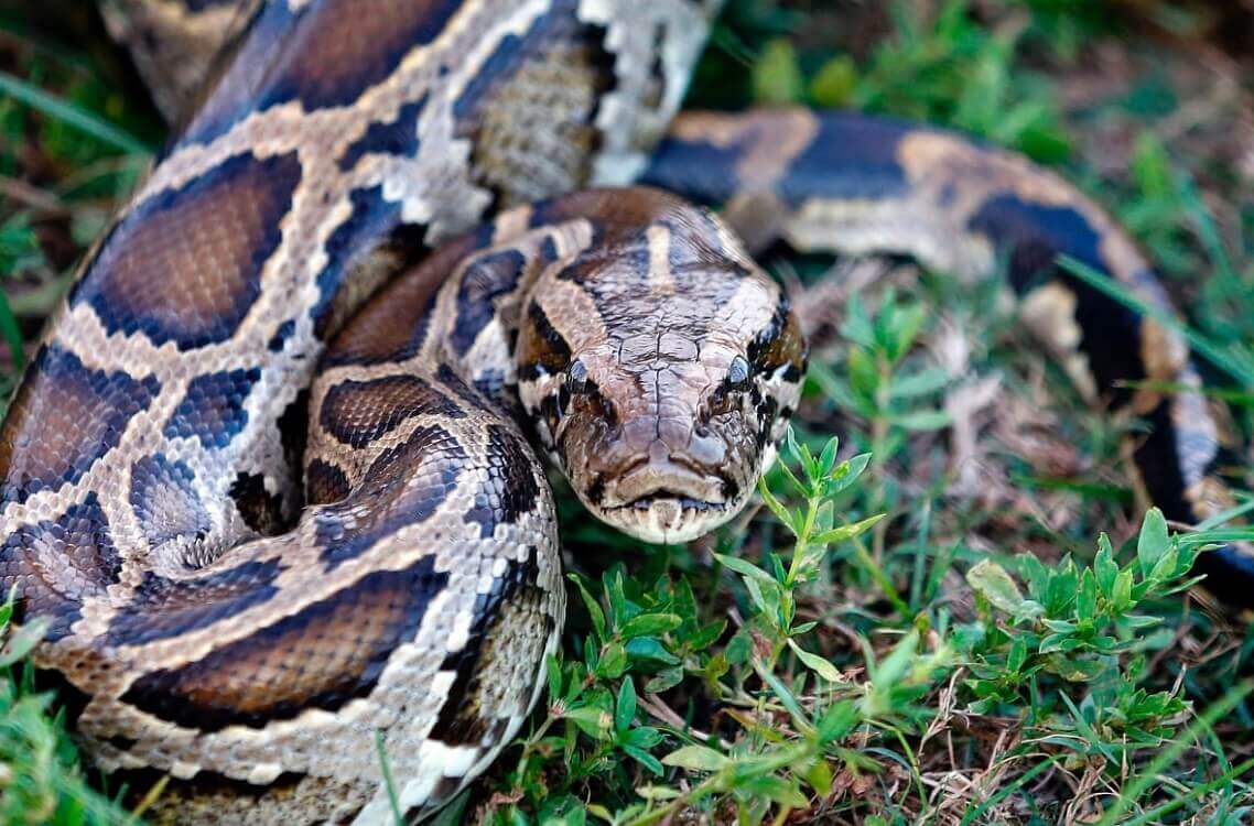Florida Everglades snakes