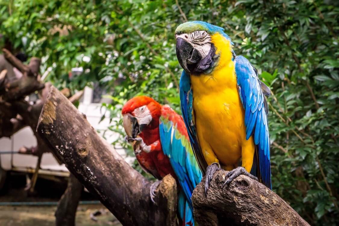 Birds — Jungle Island in Miami