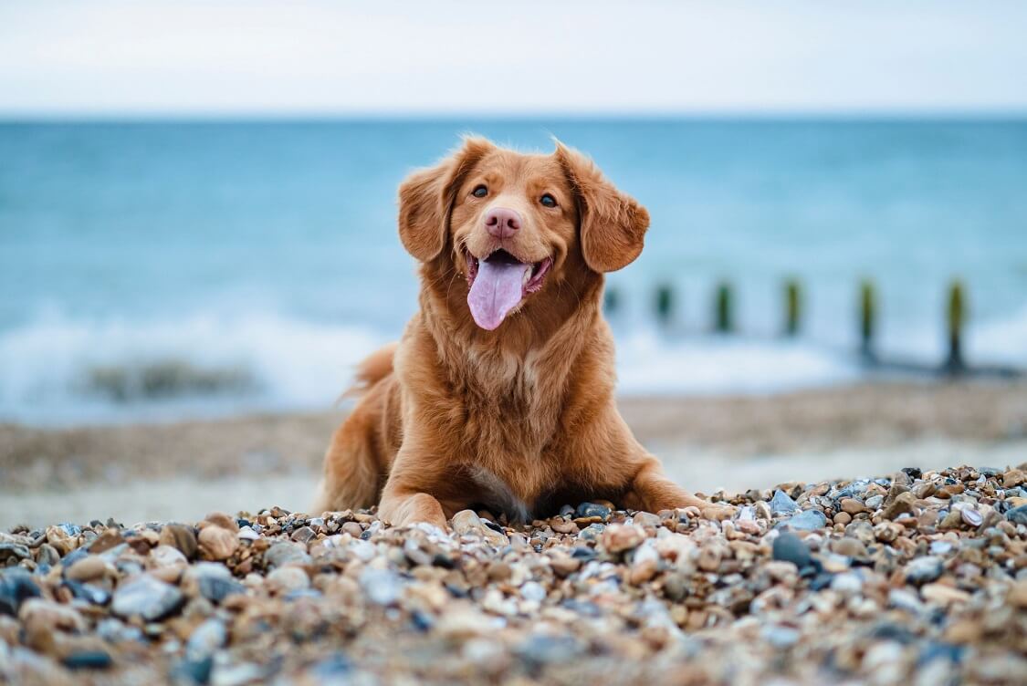 Dog-friendly Beaches Miami — Top 5 review