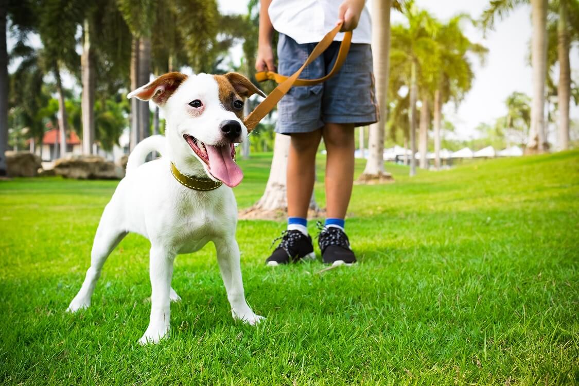 Kennedy Park — Dog friendly parks Miami