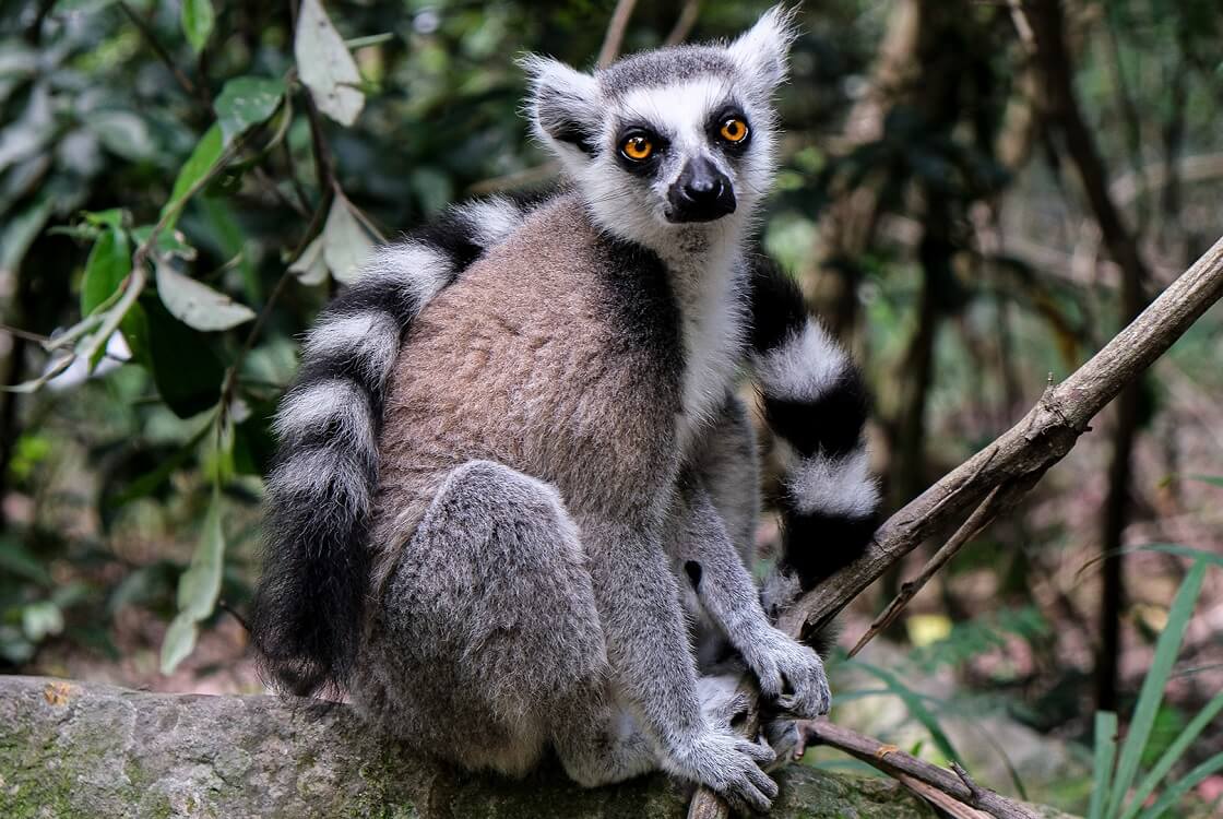 Lemurs — Jungle Park Miami