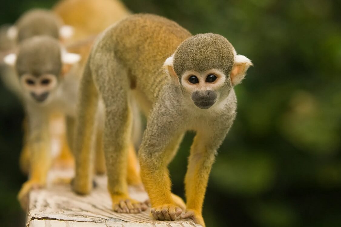 Primates — Jungle Island Zoo Miami