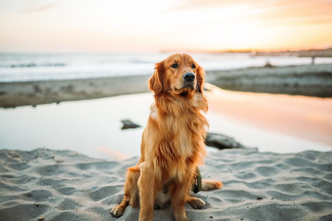 South Beach — Best dog friendly beaches in Miami