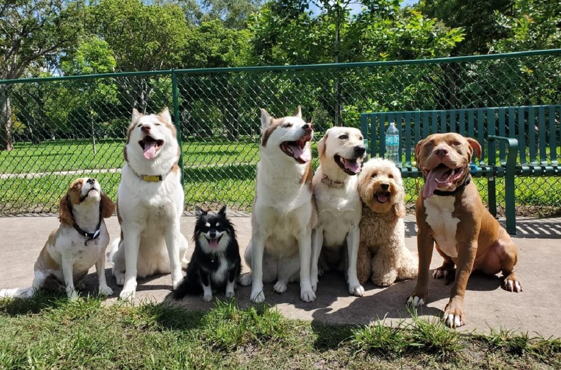 Tropical Park — Dog friendly parks in Miami