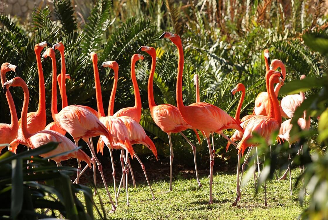 What is Jungle Island — a popular zoological park located in the heart of Miami, Florida