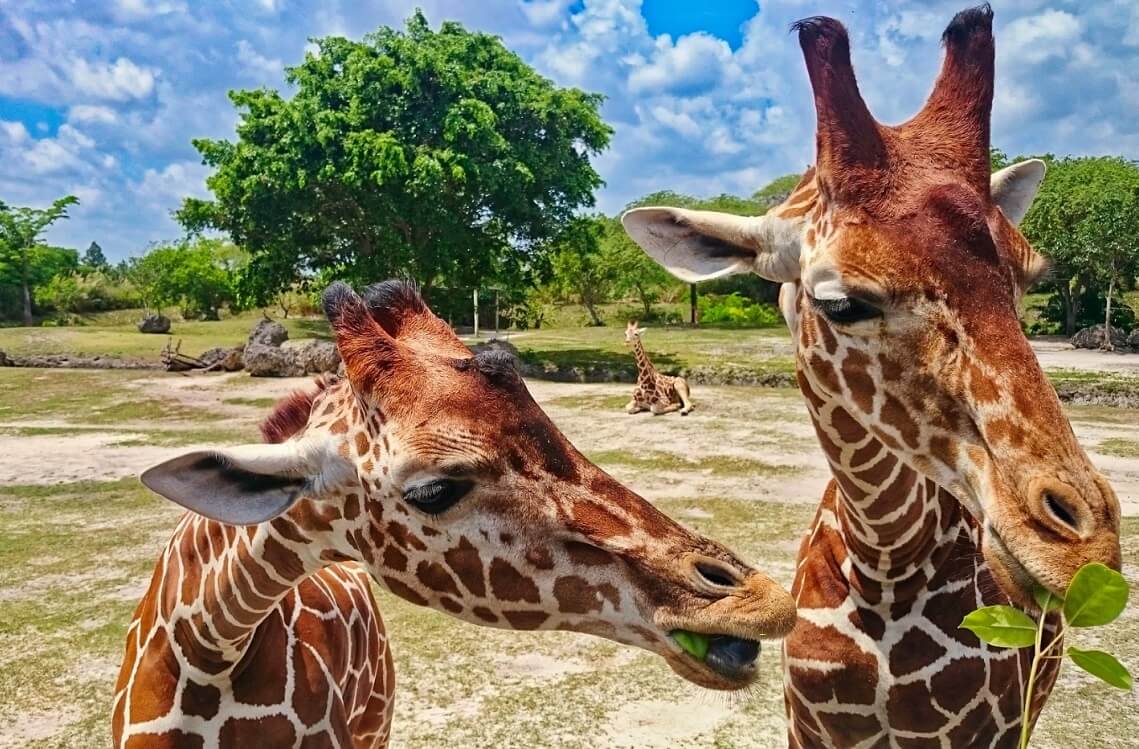 Wildlife tours — Best outdoor activities Miami