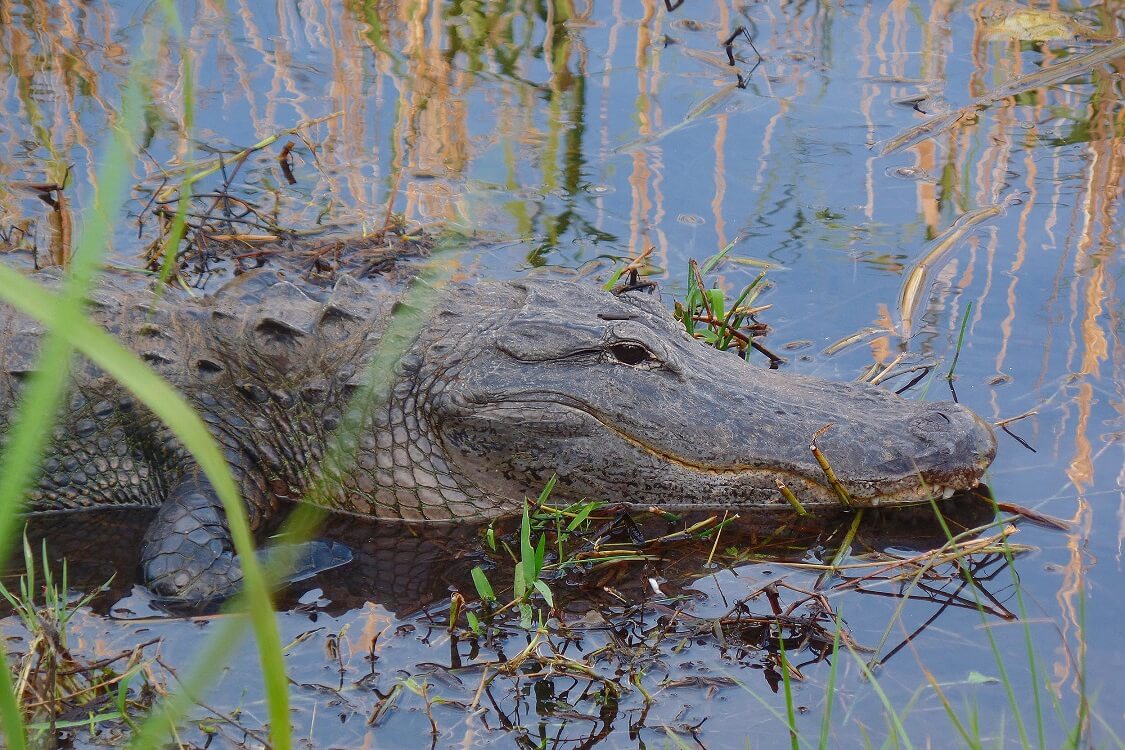 Discover the Everglades — What to do Memorial Day weekend