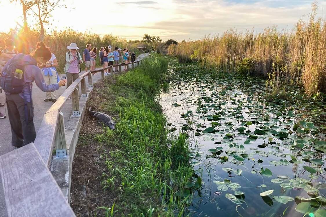Explore Everglades National Park — Things to do in Homestead Fl this weekend