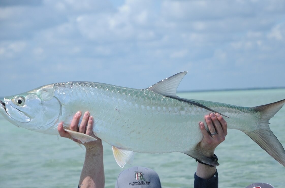 Miami Tarpon Fishing — Fishing charters Miami