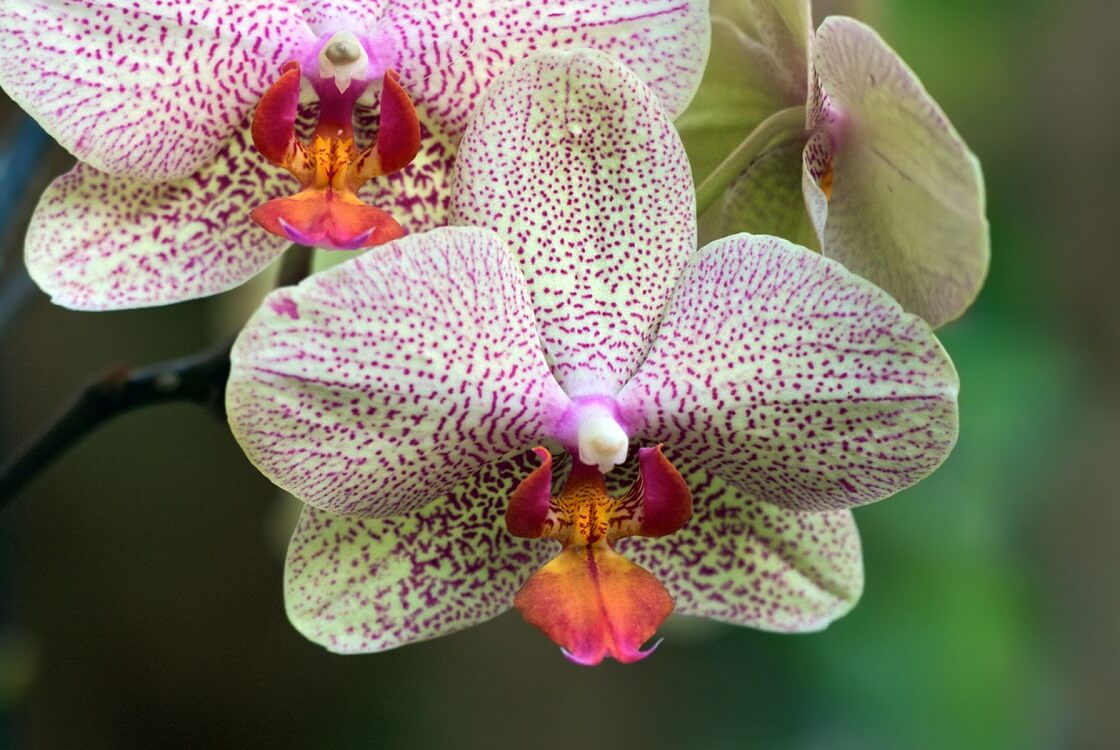 Redland International Orchid Festival — May events in Miami