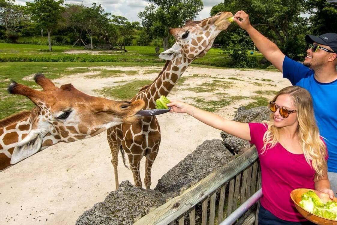Visit the Miami Zoo — Things to do for teens in Miami