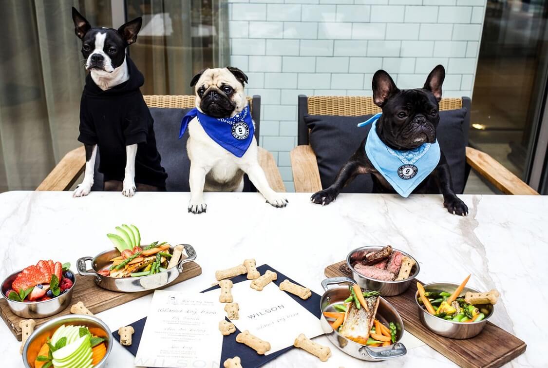 Top 10 Dog-Friendly Restaurants in Miami — Review