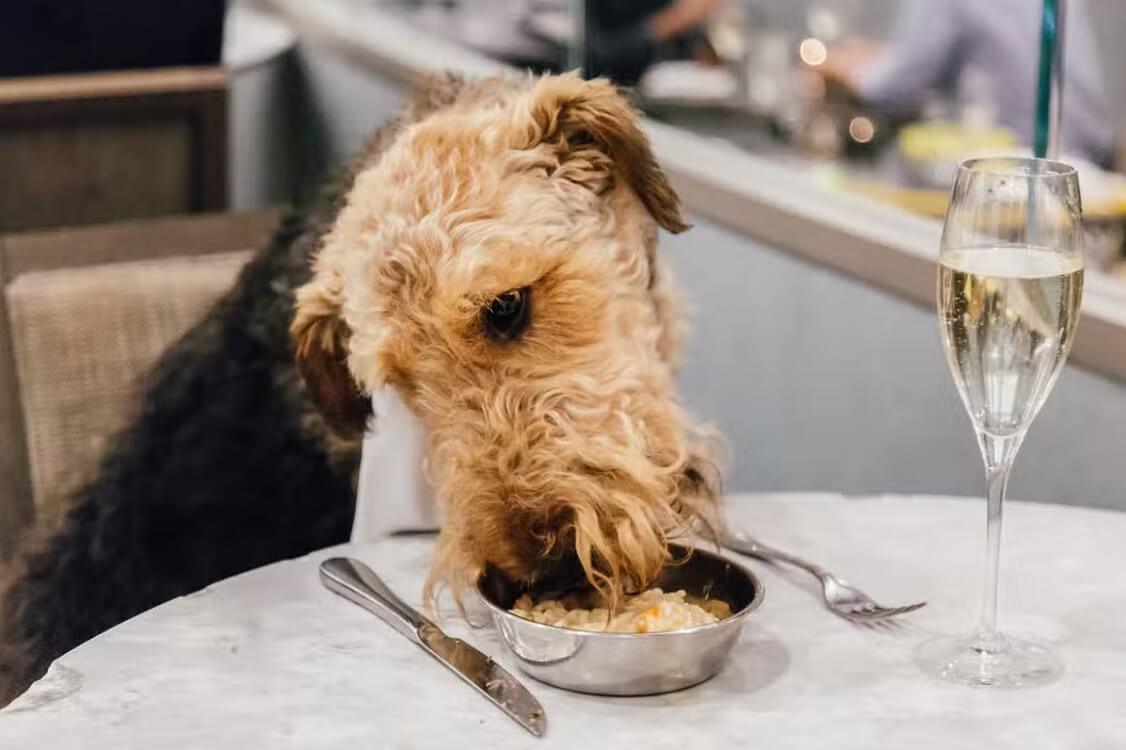 Doggi's Arepa Bar — Dog-friendly Miami restaurants