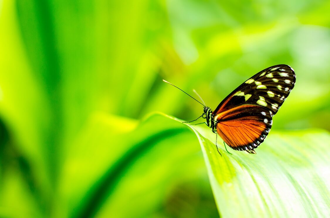 Experience Butterfly World — Things to do in Fort Lauderdale with kids