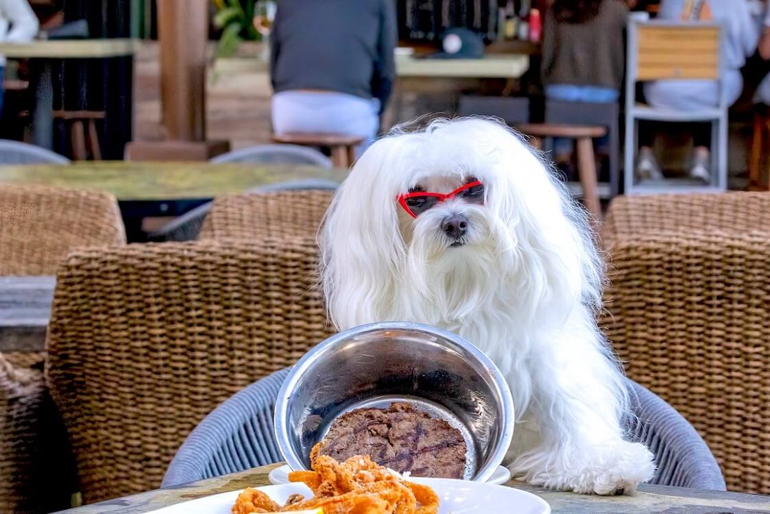 Kush by Spillover — Restaurants with dog menus in Miami