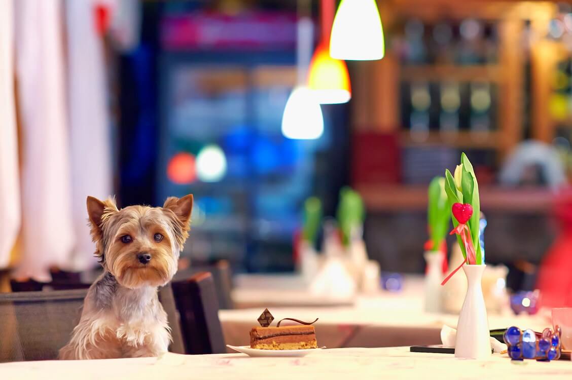 Love Life Café — Miami's pet-friendly restaurant near me