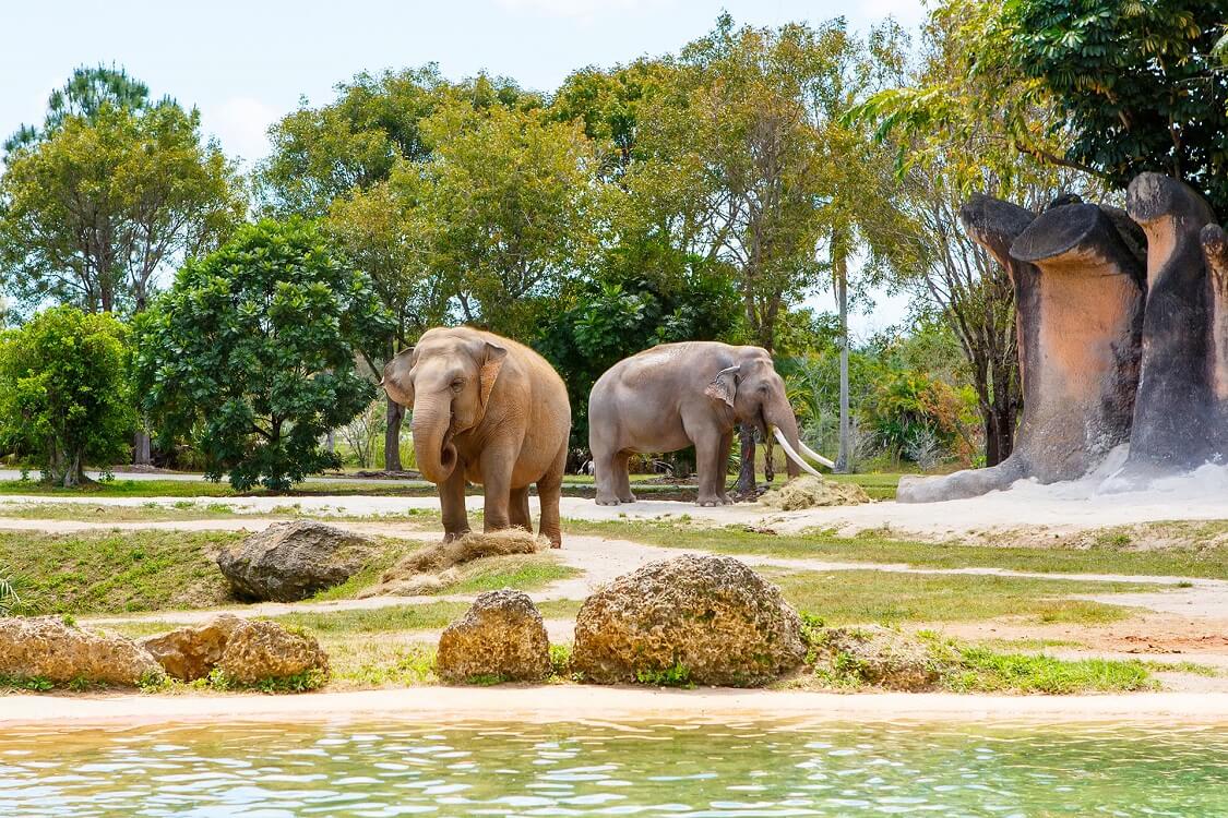 The Most Popular Animals At The Miami Zoo — Top 10 review