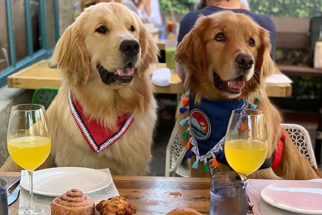 Wynwood Diner — Dog-friendly brunch in Miami