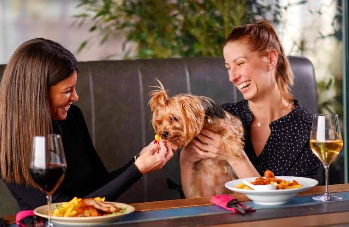Best dog-friendly restaurants Miami — Top 10 review